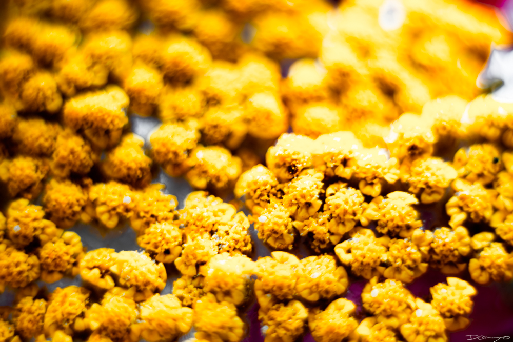 Photos of flowers, focaccia, fun Lucky Charms, and pretty Berkeley neighborhood sights.
